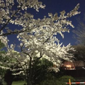 ロイヤルのカレー