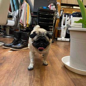 日曜日の、さんちゃん。