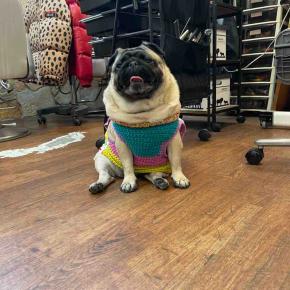 日曜日の、さんちゃん。