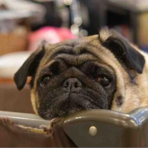 火曜日の、さんちゃん。