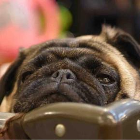 水曜日の、さんちゃん。