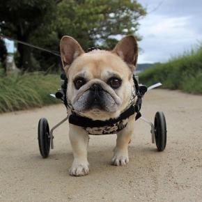車椅子では走れないものかな