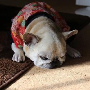 顔は日に当たっていたい