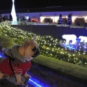 2013年の神戸イルミナージュ