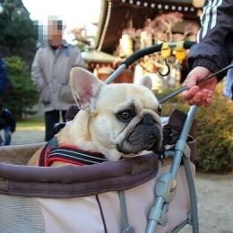 かわいいを思い出すブログ