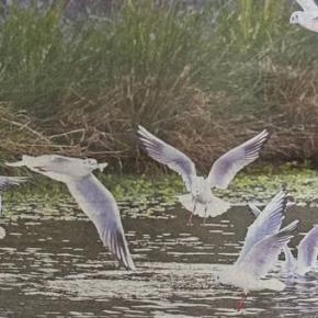 逢えなかった鴨川のユリカモメと、お初のパン屋