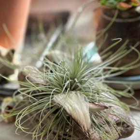 エアプランツの花