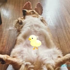 へそ天記念日 2025♪