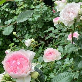 今日のバラほぼ満開？