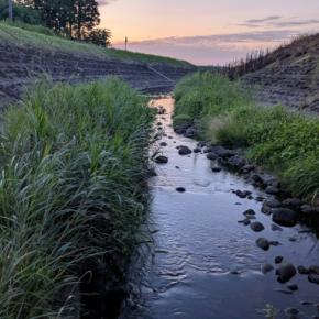 せっせと畑の水やり、酢水もかけて…