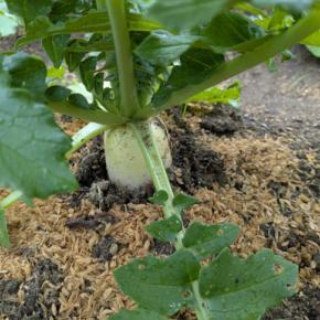 ダイコンが太りだし、ニンニクが芽を出した、葉物の定植…