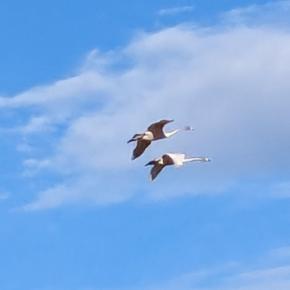 カボチャの保存状況…