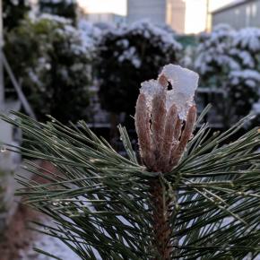 ミントの森にも雪が積もったよ