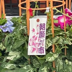 板橋ロールコールがお休みの今日は岩槻のあさがお市に行きました！