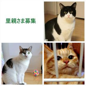 幸せ待機中(里親さま募集中)の保護っ子さんのご紹介、応援ご支援よろしくお願いいたします!!
