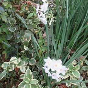 下北沢の水仙と黄色の菊 大戸屋で昼 ディズニーのミニとエルサ