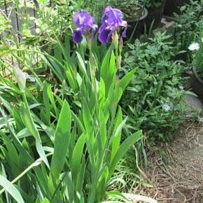 初アヤメ咲く 酒井和歌子さんの髪型 マイ赤飯