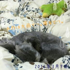 3月9日(水)の徳島県は一日中大雨。。。