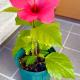 挿し木のハイビスカスが咲きました3