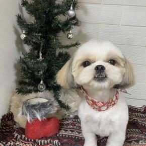 ケーキ予約締切ました