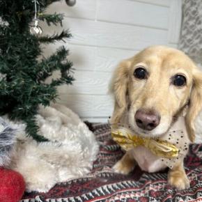 インフル大流行