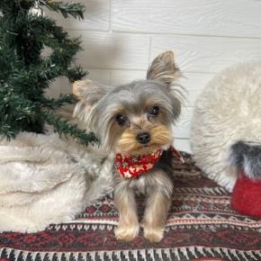 クリスマスケーキ