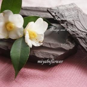 庭の白侘助を古い硯（すずり）に生ける