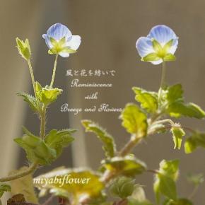 銅葉（ブロンズリーフ）に青い花 オオイヌノフグリ夏から秋 そして冬14