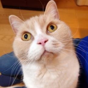 ブラウブリッツ秋田2025シーズン アウェイ 徳島ヴォルティス戦