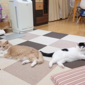 ブラウブリッツ秋田2025シーズン アウェイ ヴァンフォーレ甲府戦