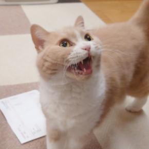 ブラウブリッツ秋田2025シーズン アウェイ RB大宮アルディージャ戦