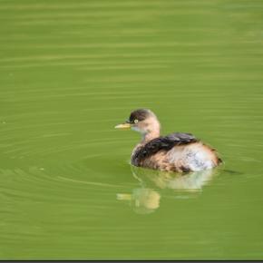 丸山公園でｶｲﾂﾌﾞﾘやｶﾜｾﾐ･ｷｼﾞ等(2023/10/14)