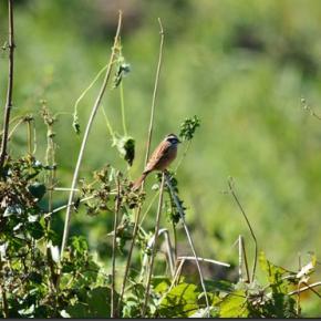自宅近所でバードウオッチング(2023/11/16)