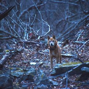 不思議な熊犬。