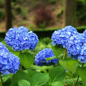 アジサイ 写真と動画