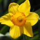 【誕生花】1月2日 黄水仙の花言葉