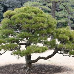 【誕生花】1月3日 松の花言葉