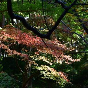 紅葉探し その2