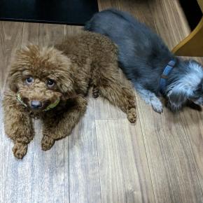 今週のにぃにぃ定食です