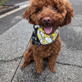 お知らせでーす U^ｪ^U