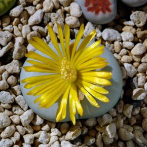 グローエンドライエンシスとアロエベラの花