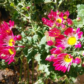 開花が始まった風車菊と発芽していたフリージア