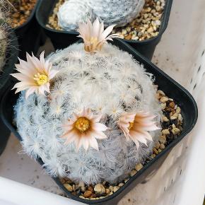 4輪同時開花の白星など