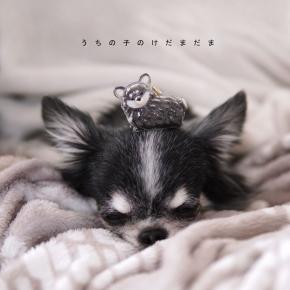 完売必至【ガチャ】うちの子の『けだまだま』待望の犬タイプ発売、限定品をゲットした方法！