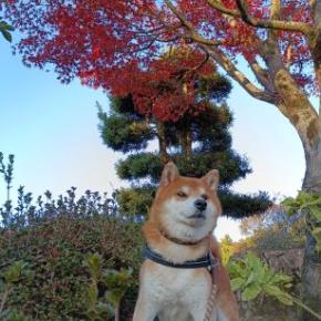 公園の紅葉