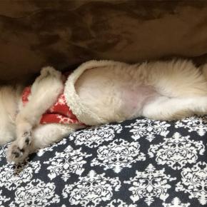 スヤスヤ〰ฅU-ﻌ-Uฅ