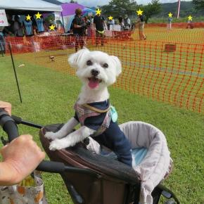 犬っこドッグフェス☆ルアーコーシング編