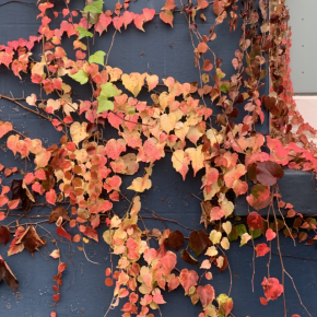 場面緘黙と併存しうる不安障害 SM H.E.L.P. 2024年秋サミットより（その2）