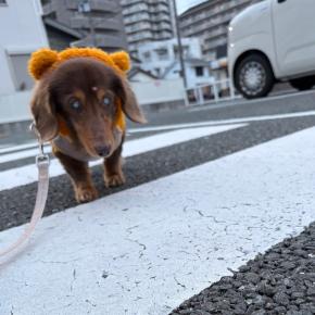 5.5キロ越えアゲイン。