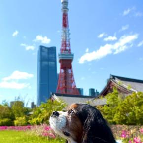 東京タワーと撮影スポット